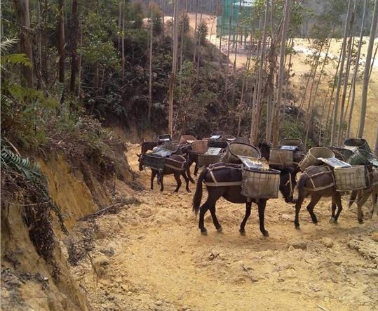 斗门区马帮山路运输