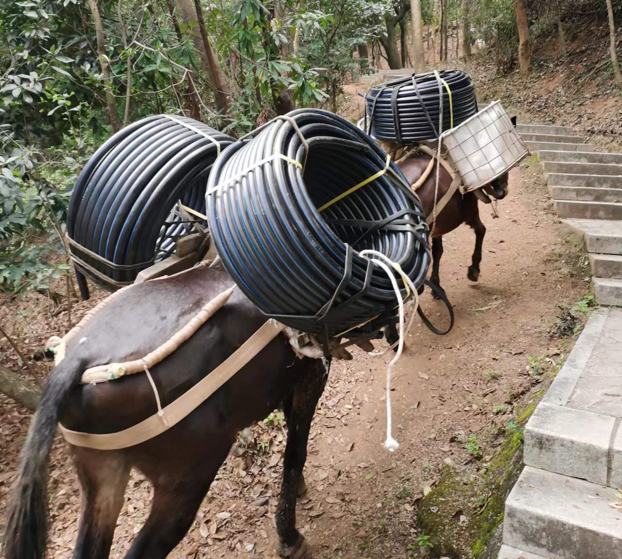 斗门区马帮运输