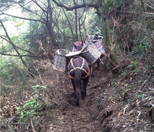 斗门区马帮运输公司