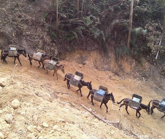 斗门区山路马帮运输