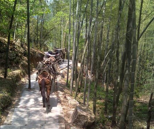 斗门区山路马队运输