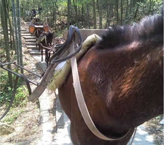 斗门区骡马队运输