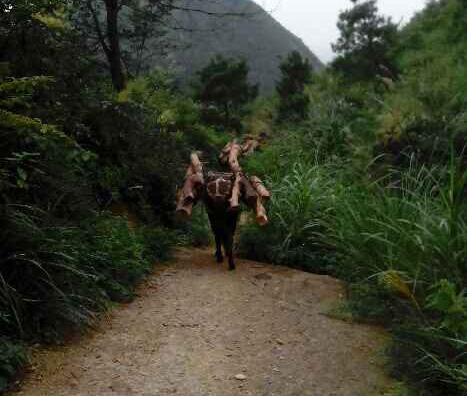 斗门区骡马运输