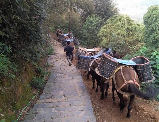 斗门区骡马运输电话