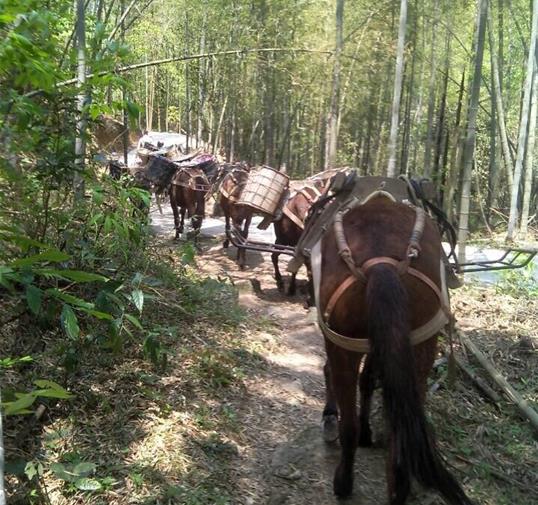 斗门区骡马运输公司