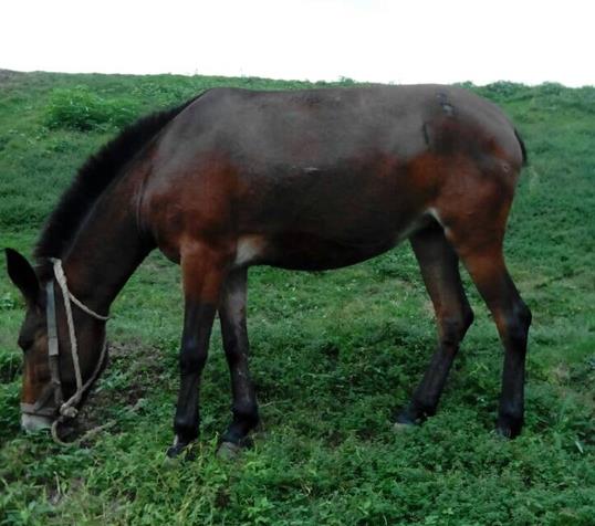斗门区骡马搬运