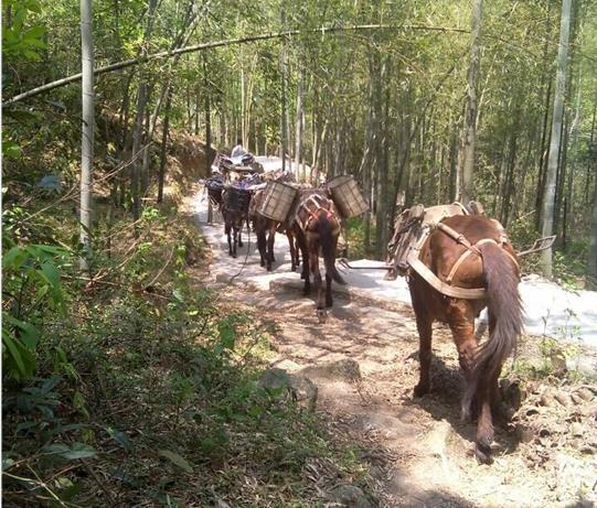 斗门区马帮运输电话