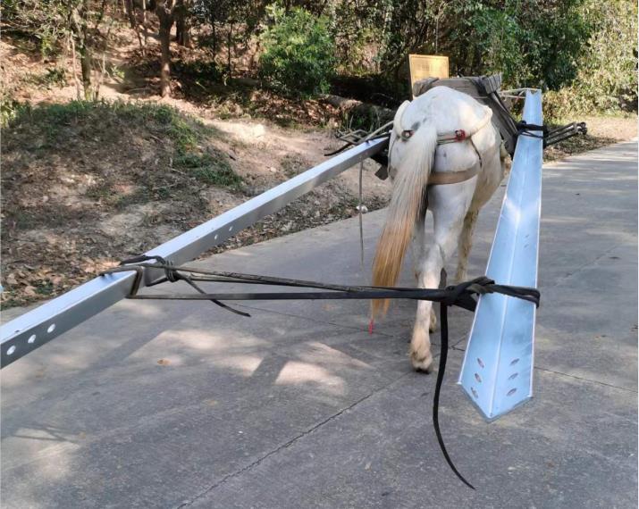 斗门区马队搬运