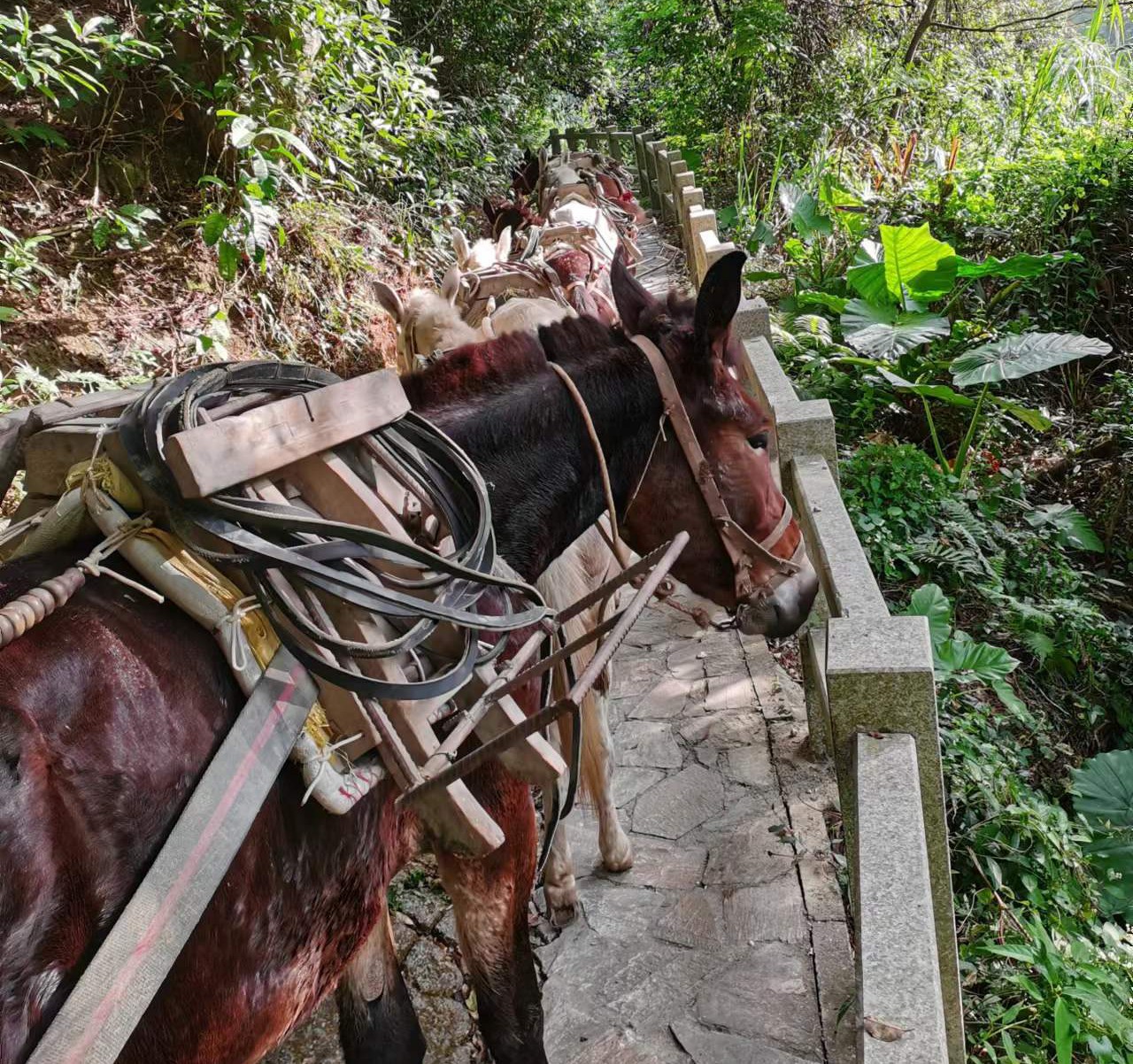 斗门区马队运输
