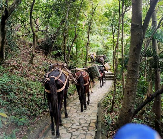 斗门区马队运输电话