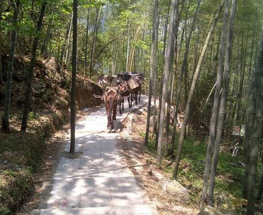 斗门区马队运输公司