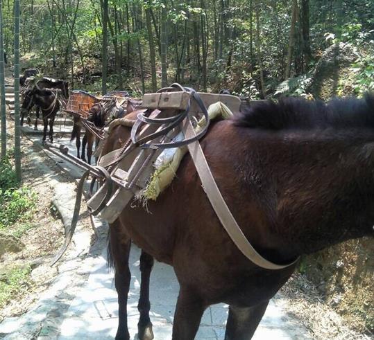 斗门区山路骡马运输