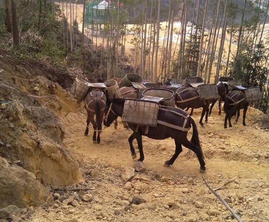 斗门区山区马队运输